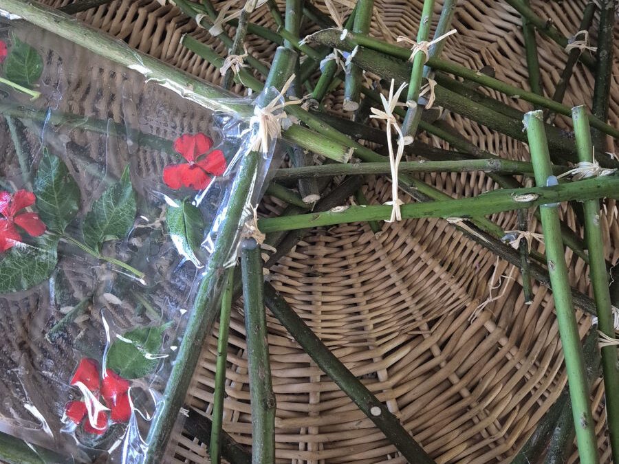 Εκπαιδευτικές δράσεις Τέχνη από τη Φύση για τη Φύση