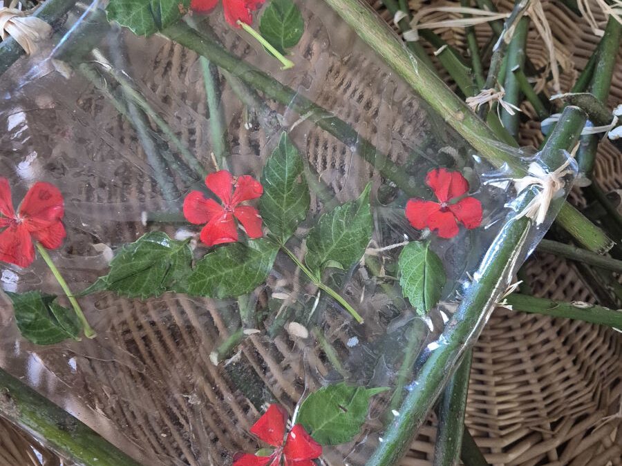 Η φύση σε καμβά